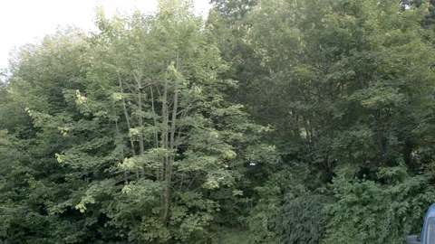 Bird of prey flying from trees Video stock 237458672