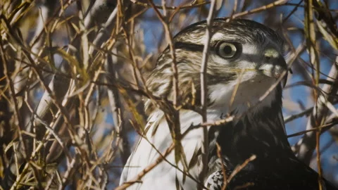 Bird of Prey in Foliage Stock Footage 221652431