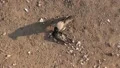 Bird of prey HD Footage