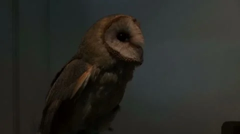 Bird of prey Stock Footage