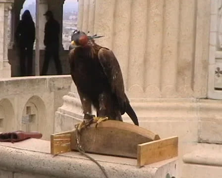 Bird of Prey Stock Footage 22531146