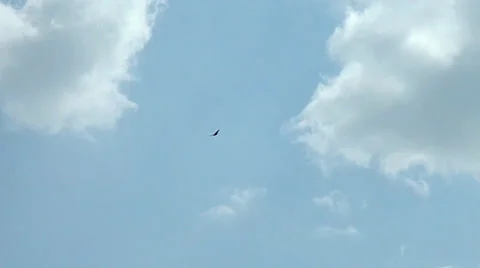 Bird of prey 스톡 동영상 27613307