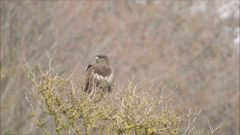 Bird of prey Stock Footage 74120891