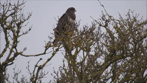 Bird of prey Stock Footage 74120905