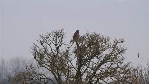 Bird of prey Stock Footage 74121018