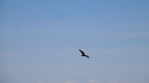 Bird of Prey Stock Footage 108337574