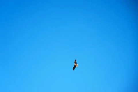 Bird of prey in full flight Stock Photos