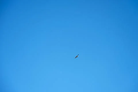 Bird of prey in full flight Фото