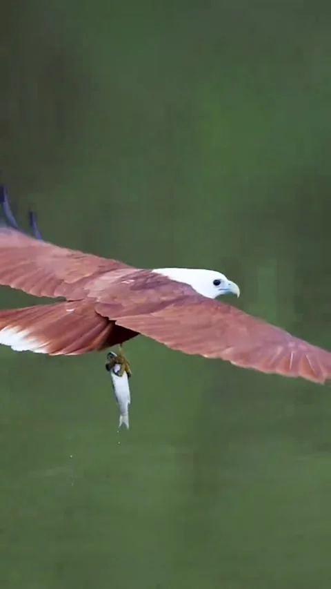 Bird of prey gliding gracefully over river with catch Stock Footage 341870575