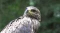 Bird of Prey - Golden Eagle closeup turning head Photo