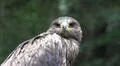 Bird of Prey - Golden Eagle closeup looking to camera Photo