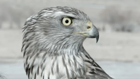 Bird of prey, goshawk eagle, in the mountain valley of Kyrgyzstan, Central Asia Stock Footage 234911690