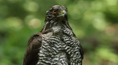 Bird of prey Goshawk landed on a forest tree after bathing in a pond Stock Footage 50770708