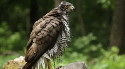 Bird of prey Goshawk landed on a forest tree after bathing in a pond Vídeos de archivo 50770834