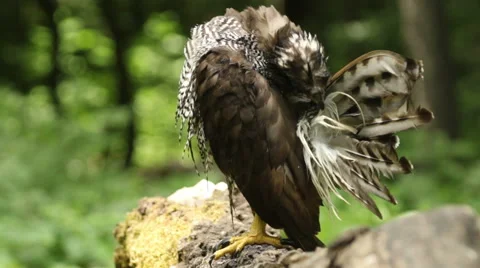 Bird of prey Goshawk landed on a forest tree after bathing in a pond 스톡 동영상 50771272