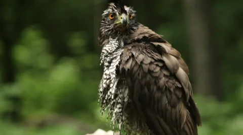 Bird of prey Goshawk landed on a forest tree after bathing in a pond Vídeos de archivo 50771465