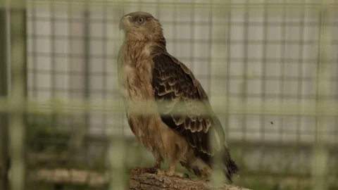 The bird of prey is a hawk in a cage Stock Footage 76803573