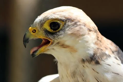 Bird of prey head Stock Photos