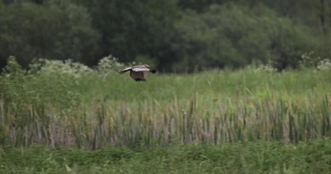 Bird of prey on the hunt, 4K slow motion Stock Footage 310013027