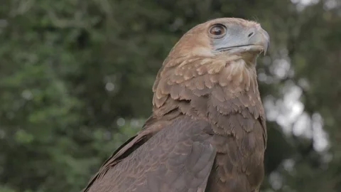 Bird of prey hunts from tree, close up. Stock Footage 82328648