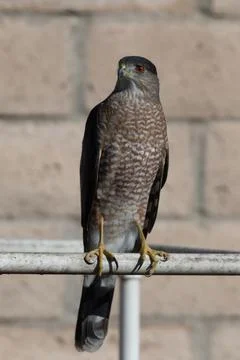 Bird of prey keeping a sharp eye on things. Stock Photos