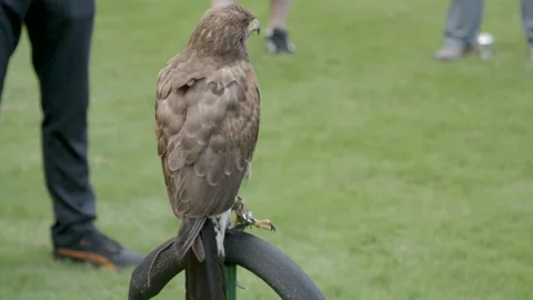 Bird of prey looking around blinking Video stock 237458908