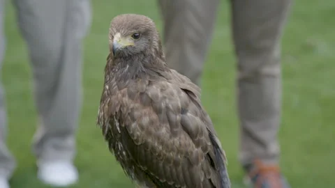 Bird of prey looking at us blinking Video stock 237458987