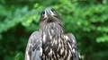 Bird of prey looks around HD Footage