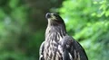 Bird of prey looks around HD Footage