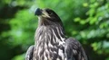Bird of prey looks around HD Footage