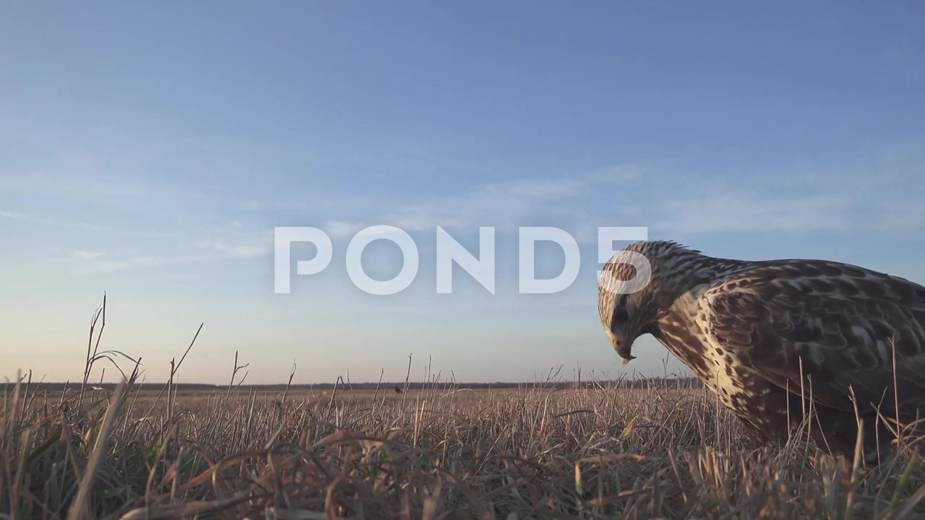 Bird of prey in meadow at sunset. Lens 2, Stock Video