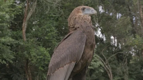 Bird of prey, medium shot. Stock Footage 82328668