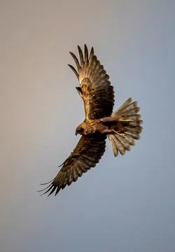 A bird of prey in mid-flight Foto stock
