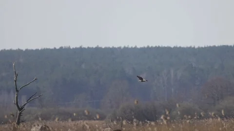 The bird of prey moves away towards the forest, 4K slomo Stock Footage 176291004