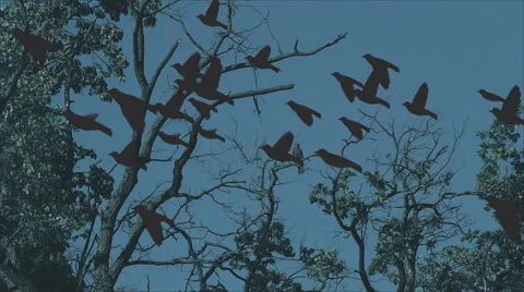 Bird of prey in natural environment Stock Footage 56643412