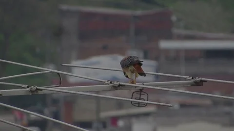 Bird of prey nature aguilucha Stock Footage 93440153