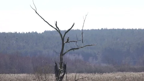 Bird of prey on old tree and lots of little birds in flight, 4K slomo Stock Footage 172429524