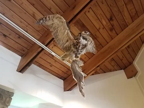 Bird of prey or hawk with squirrel hanging from the ceiling Stock Photos