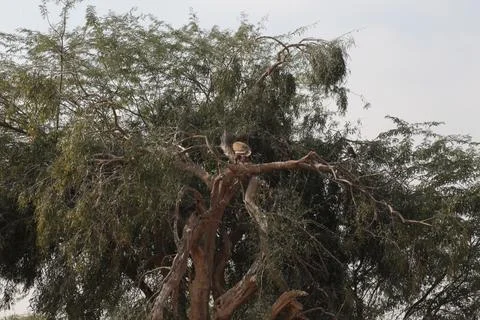 Bird of prey over a tree Stock Photos