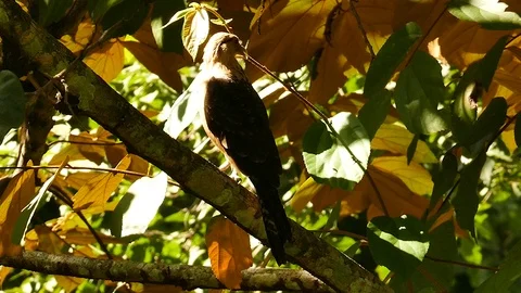 Bird of prey in panama in many angles in tropical Summit park Stock Footage 123561378