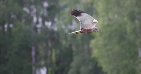 Bird of prey patrolling the area, 4K slomo Stock Footage 169481910