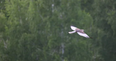 Bird of prey patrolling the area, 4K slomo Stock Footage 169482262