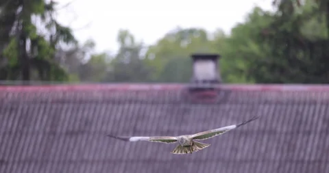 Bird of prey patrolling the area, 4K slomo Stock Footage 169691658