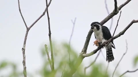 Bird of Prey Perched with Captured Prey Stock Footage 326562442