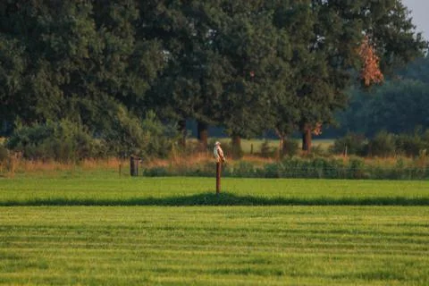 Bird of Prey Perched on a Pole in an Open Landscape Stock-Fotos