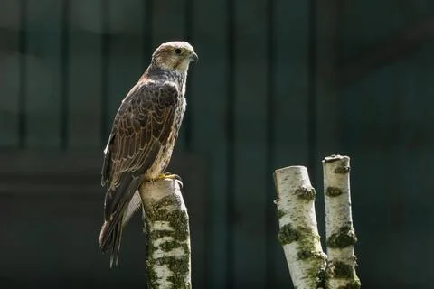 Bird of prey perched on a tree stump in a natural setting during daylight Stock Photos