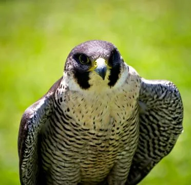 Bird of prey Stock Photos