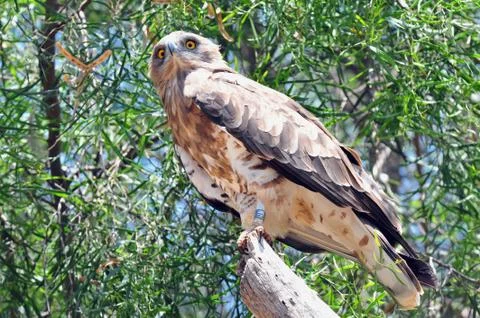 Bird of prey 库存照片