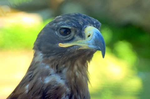 Bird of prey Stock Photos