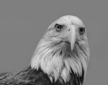 Bird of Prey Stock Photos